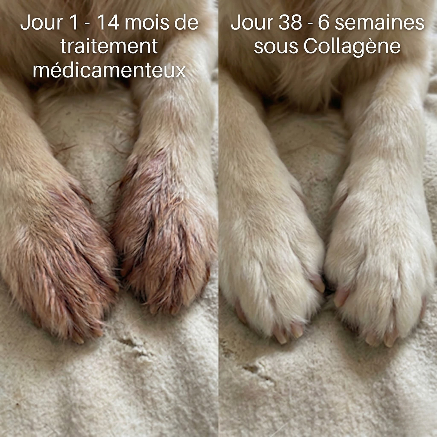 Collagène Premium Anti-Démangeaison