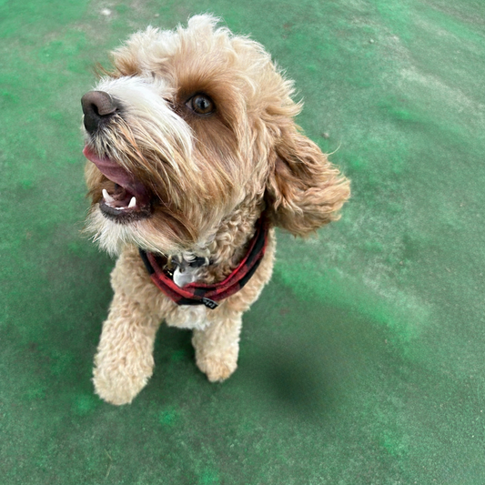Solution Chien Orale+
